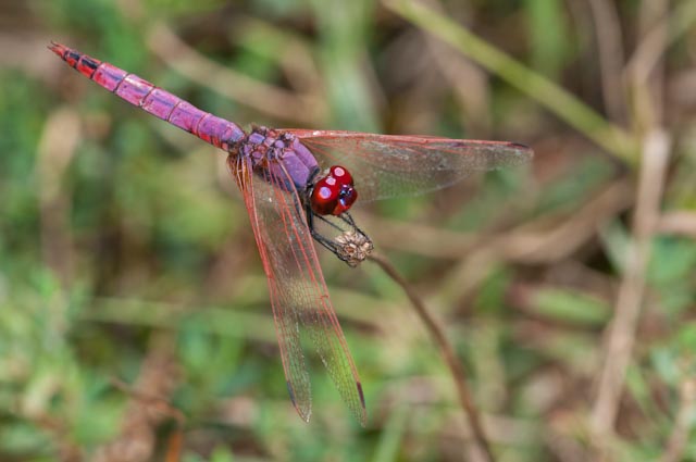 odonato 14 - Trithemis annulata